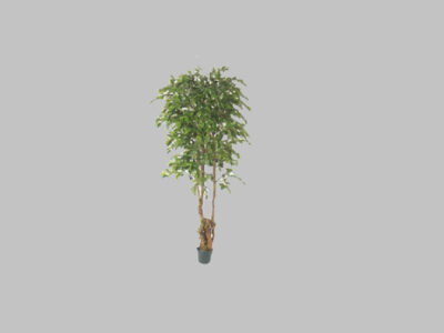 Arbol New Ficus 7′