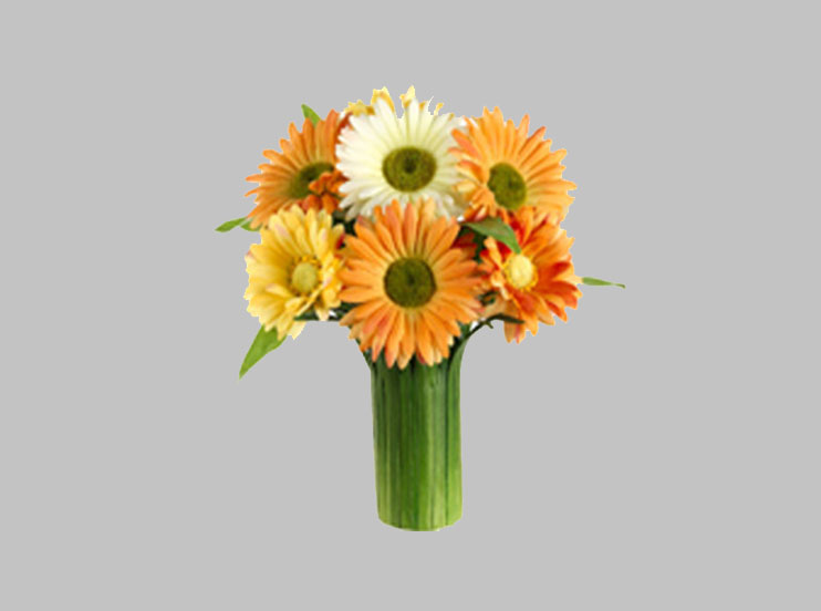 Arreglo Floral Gerbera Daisy – Mueblería Bonanza