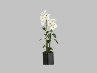Arreglo Floral Orchid Crema/Rosa
