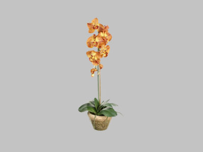Arreglo Floral Phalaenopsis Amarilla