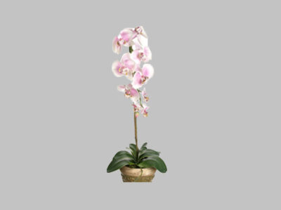 Arreglo Floral Phalaenopsis Crema