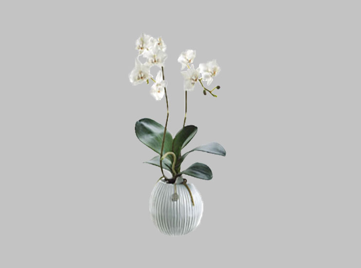 Arreglo Floral Phalaenopsis Orquidea – Mueblería Bonanza