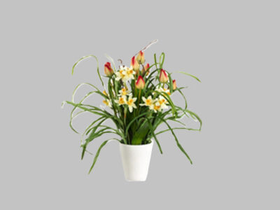 Arreglo Floral Tulip/Narcissus