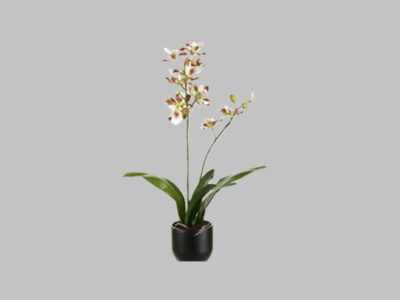 Arreglo Floral Vanda Orchid