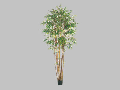 Bamboo 8″
