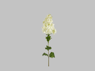 Flor Giant Hydrangea Stem Crema