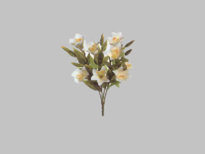 Flor Oncidium Orquidea