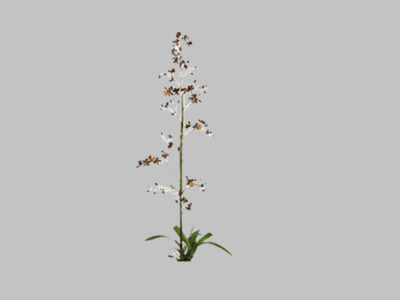 Flor Oncidium Orquidea