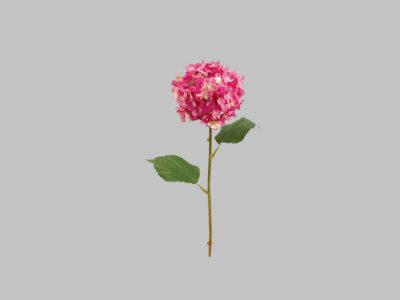 Flor Rosa Fuchsia