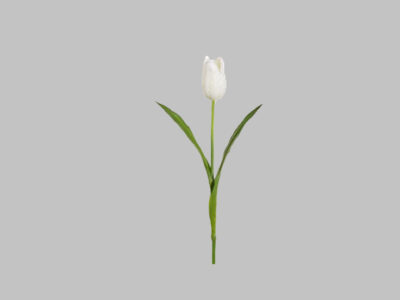 Flor Tulipan Blanco