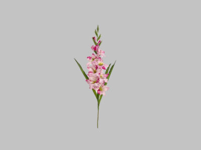 Gladiolus Spray Fuchsia Pink