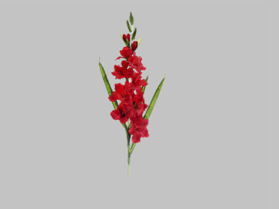 Gladiolus Spray Red