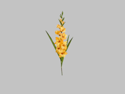 Gladiolus Spray Yellow