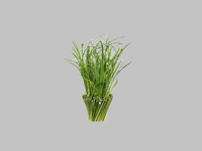 Planta Grass
