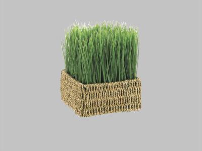 Planta Grass In Basket